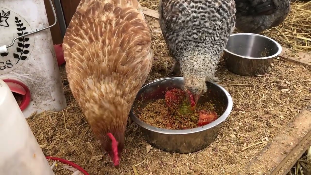 After the storm Happy Chickens