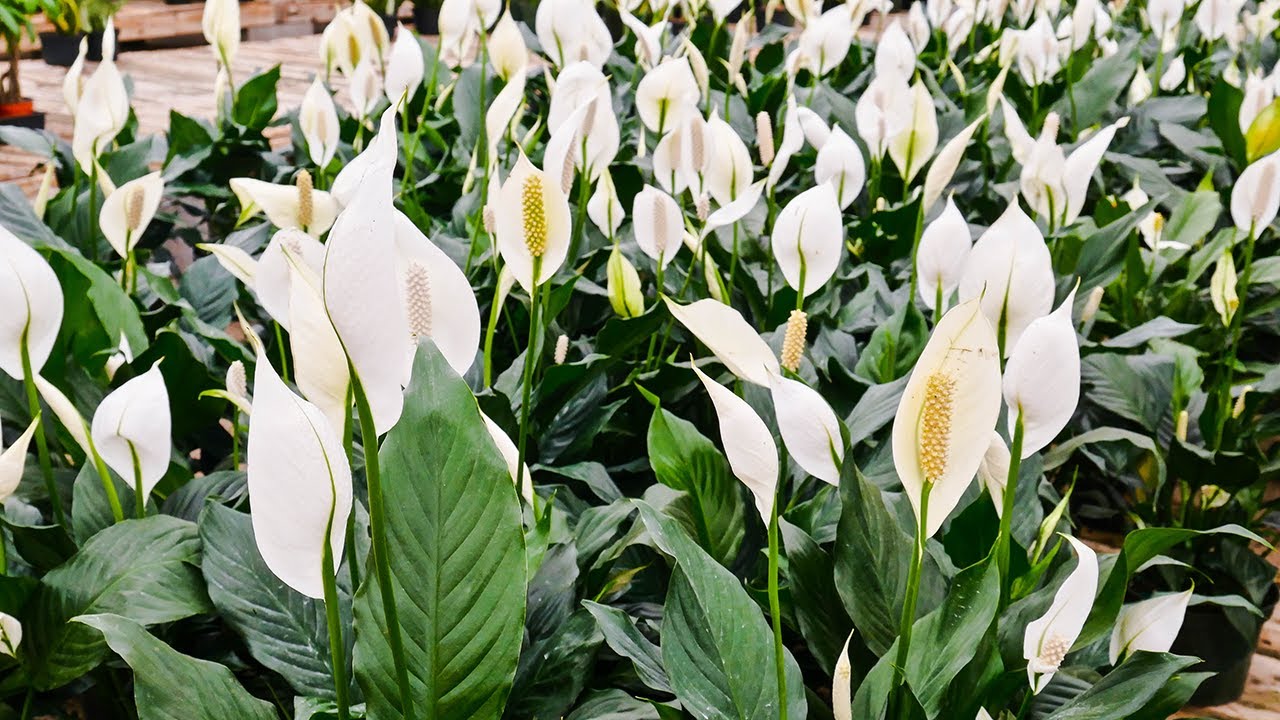 PEACE LILY (SPATHIPHYLLUM) CARE & GROWING TIPS / JOY US GARDEN
