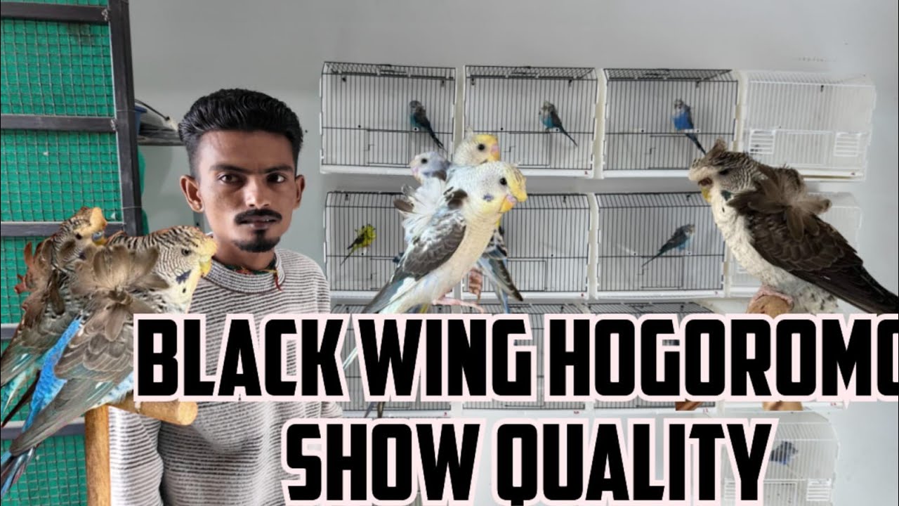 BLACK WING HOGOROMO SHOW QUALITY SETUP IN GUJARAT|| 4 January 2026