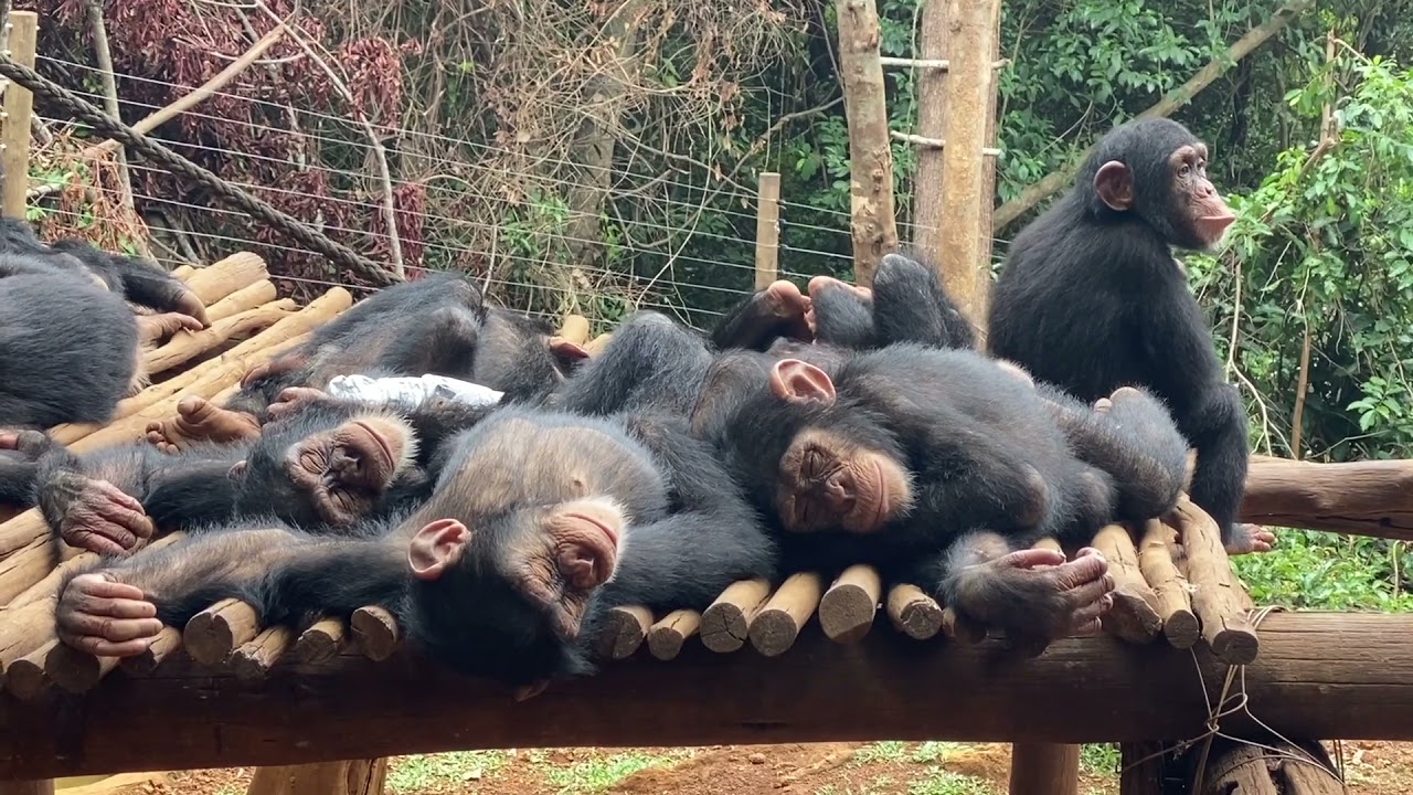 a day in the life of a rescued baby chimp at Tacugama