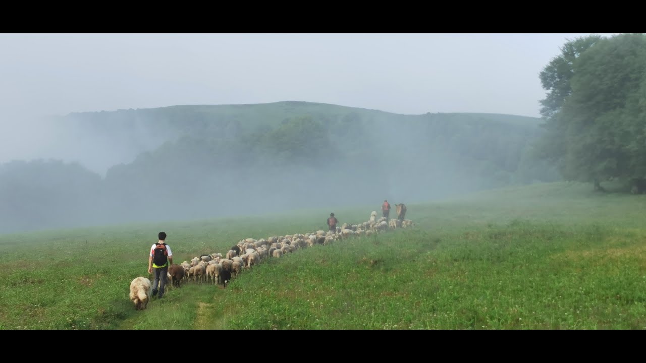 Transhumance