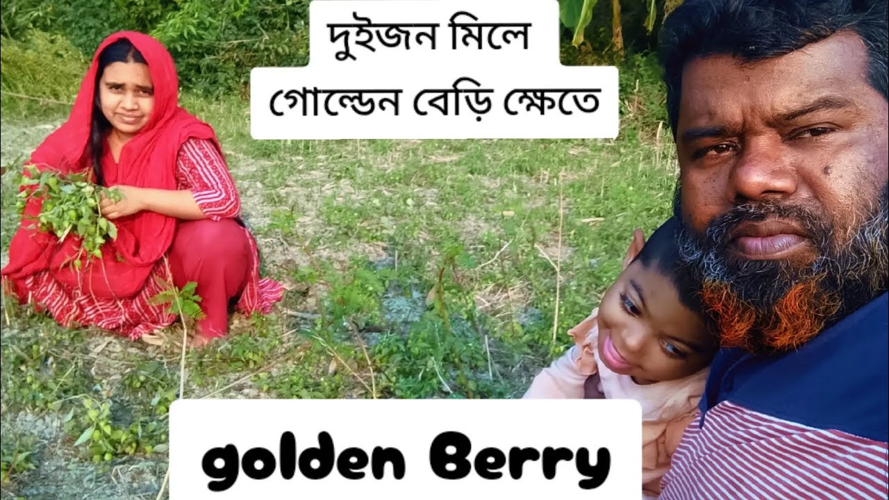 দুইজন মিলে গোল্ডেন বেড়ি ক্ষেতে।