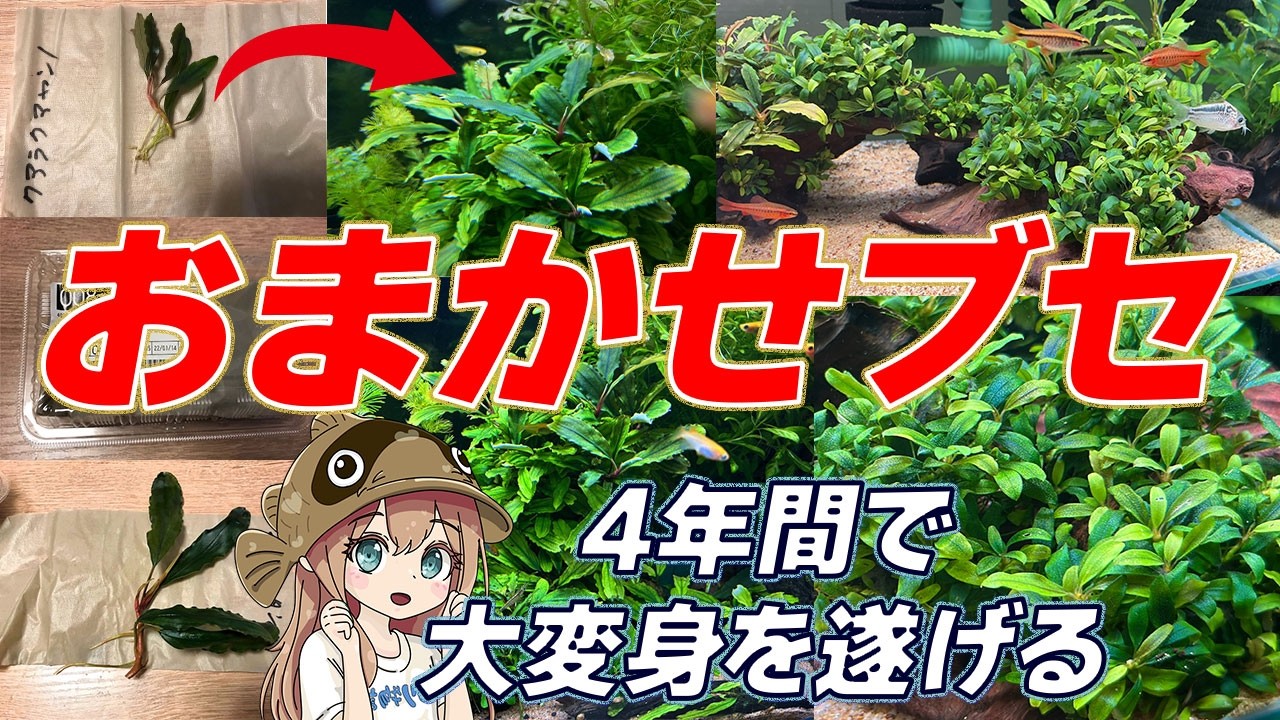 衝撃！4年前に購入したおまかせブセの姿が別物すぎる！