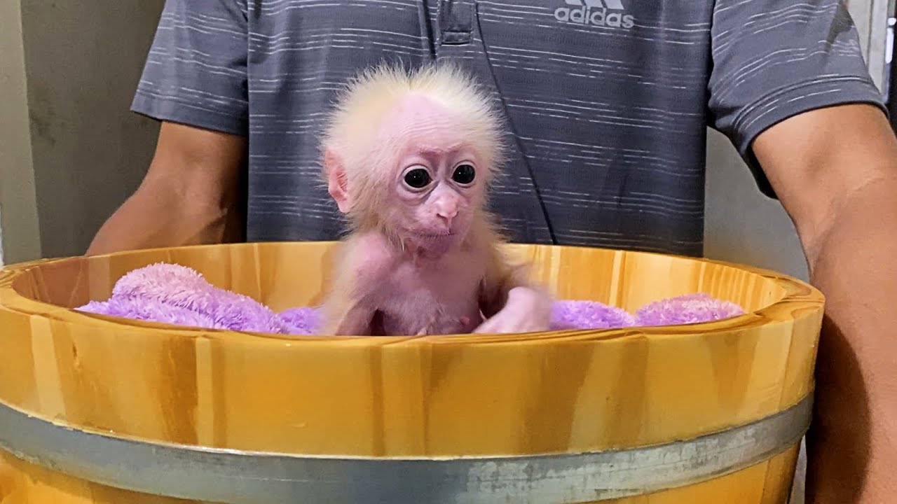 Dad takes care of baby monkey Annie while mom goes to work