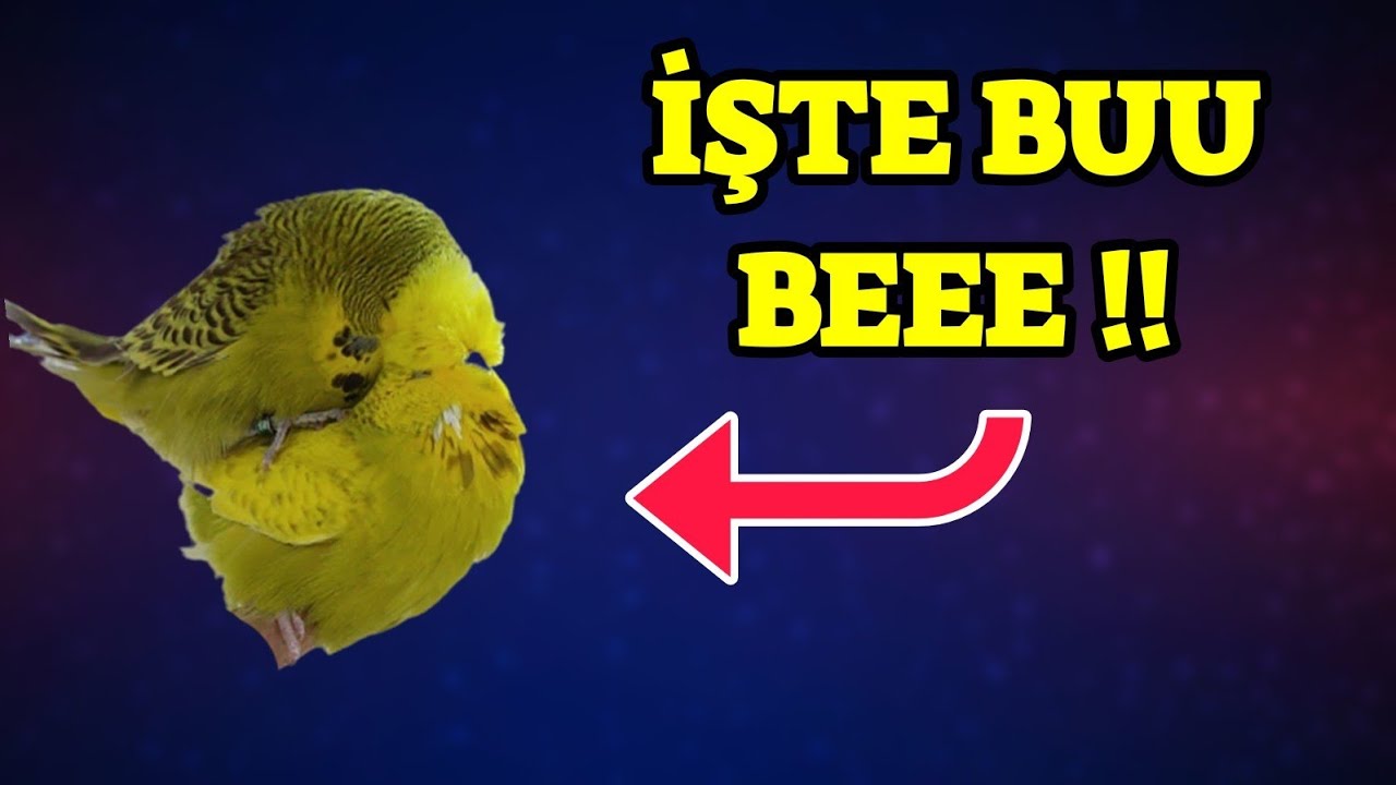 ÜRETİMHANEDEKİ EN PAHALI KUŞTA YUMURTLAMAK ÜZERE !!