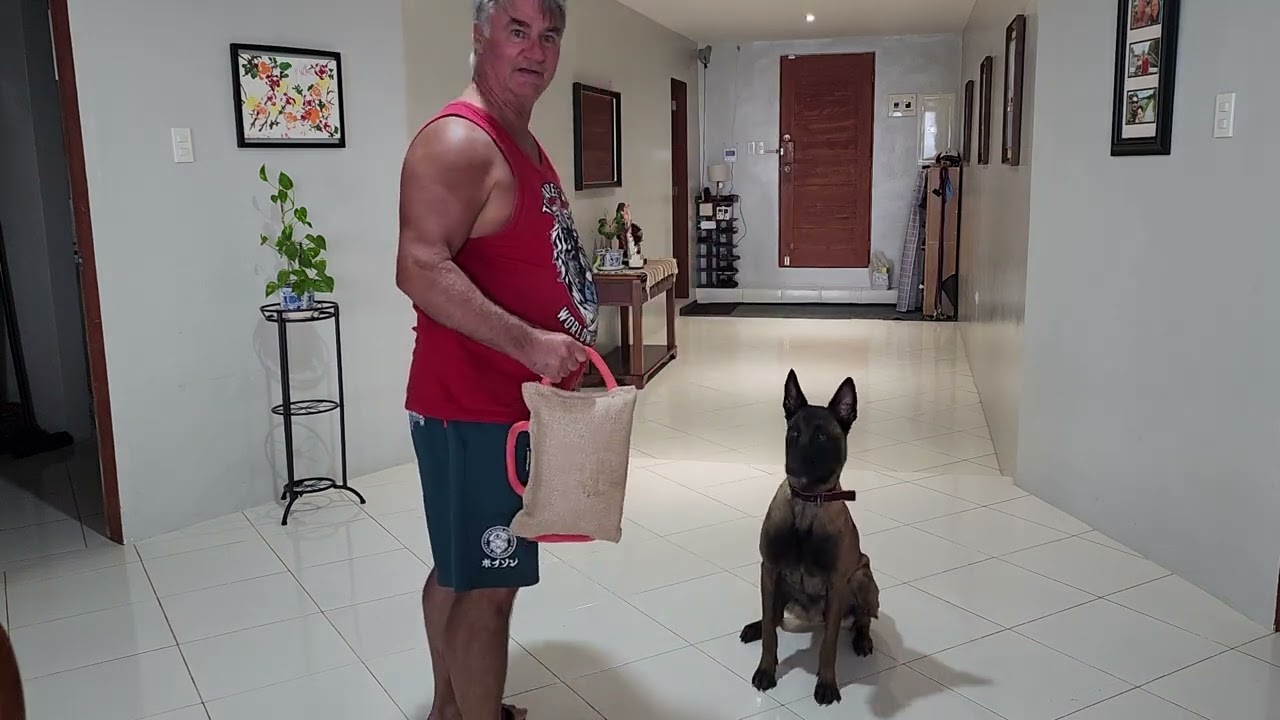 Malinois boredom release with tug and release training.