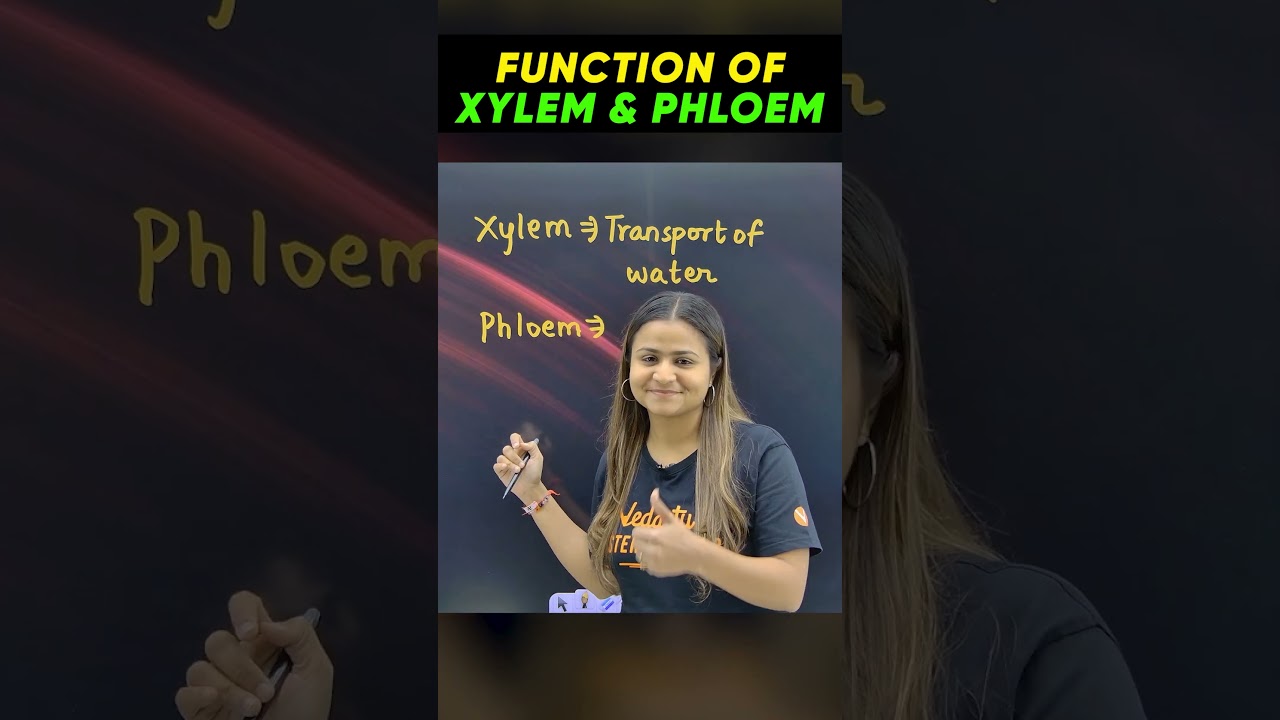 Function of Xylem & Phloem | Class 9 Science | Krushi Mam | Exam Tips