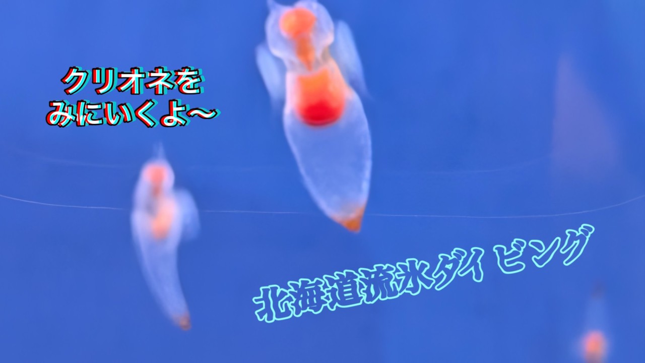 北海道知床流氷ダイビング！クリオネさがすゾ～！！