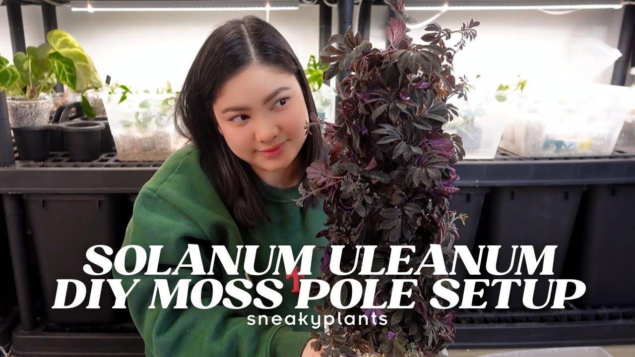 This Plant Wants to Takeover My Entire Plant Cabinet - DIY Solanum Uleanum Moss Pole Setup