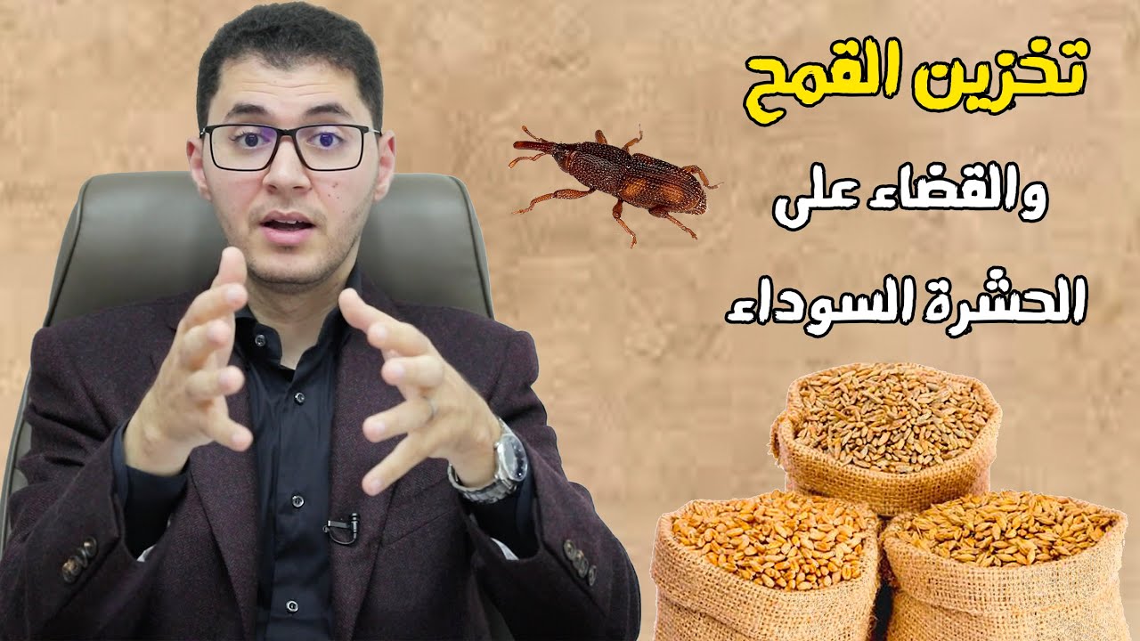 تخزين القمح | كيف تقضي على الحشرة السوداء | أمين صبري