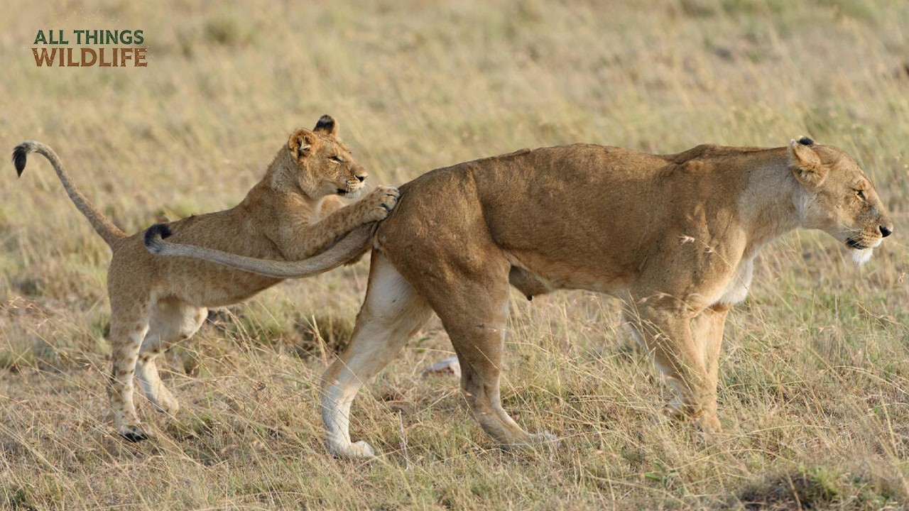 Lion Hunting Strategy: How Cubs Learn to Hunt?#wildlife #lion #natureismetal