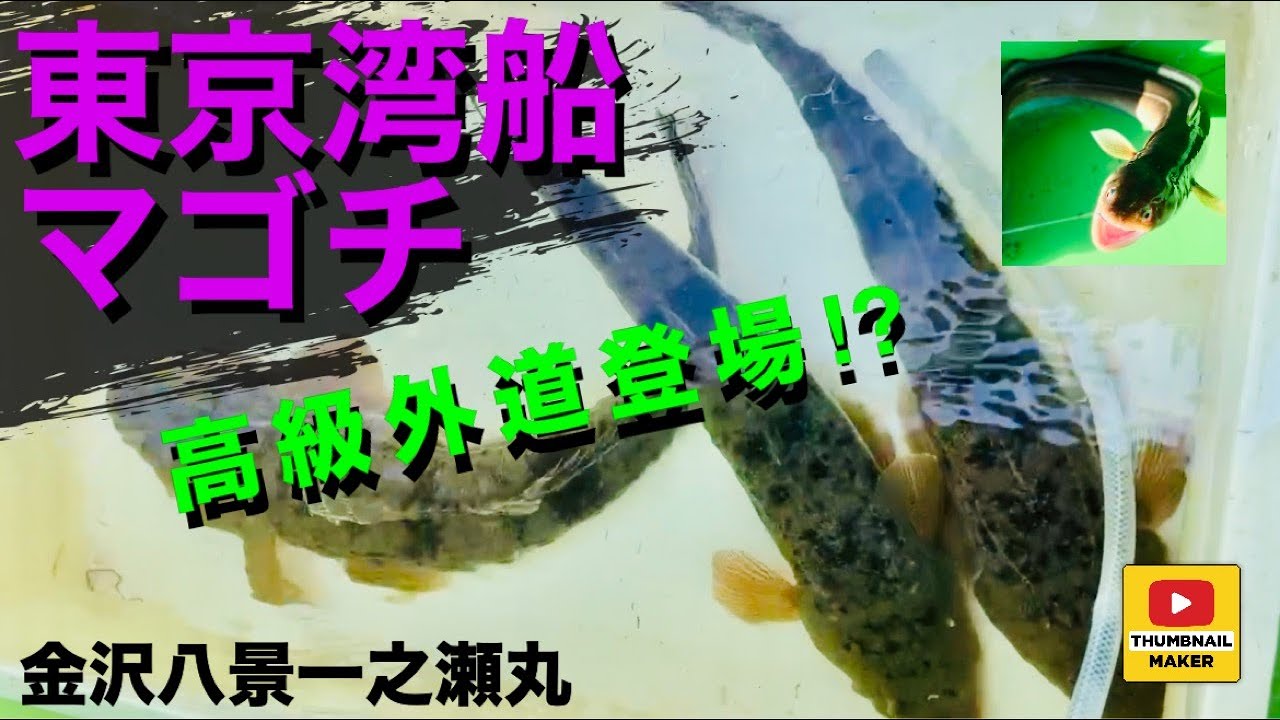 【東京湾マゴチ】絶好釣&高級外道登場⁈【金沢八景一之瀬丸】