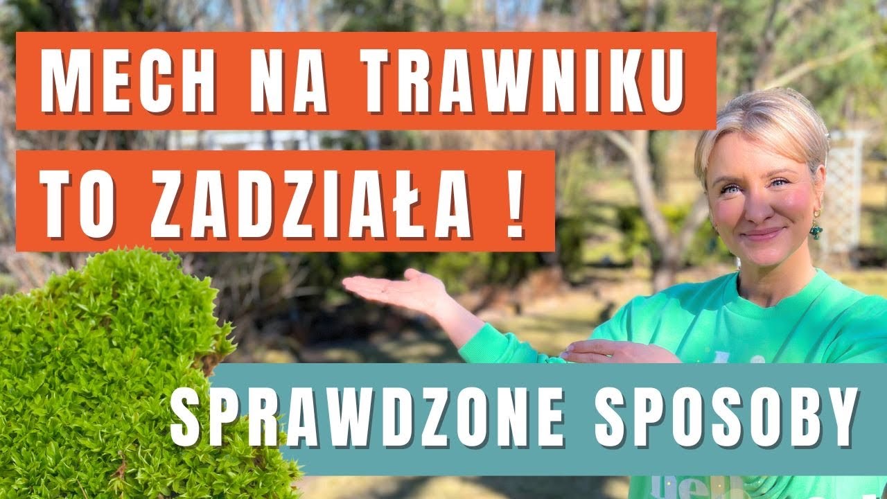 RATUNKU! Mech na trawniku - co robić? Skuteczny spos&oacute;b na piękny trawnik bez mchu. GREEN CANOE