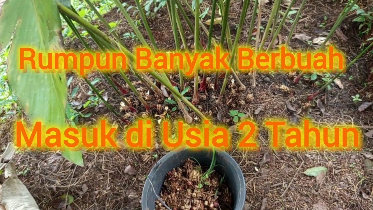 Ideal Kapol Banyak berbuah di Usia 2 Tahun