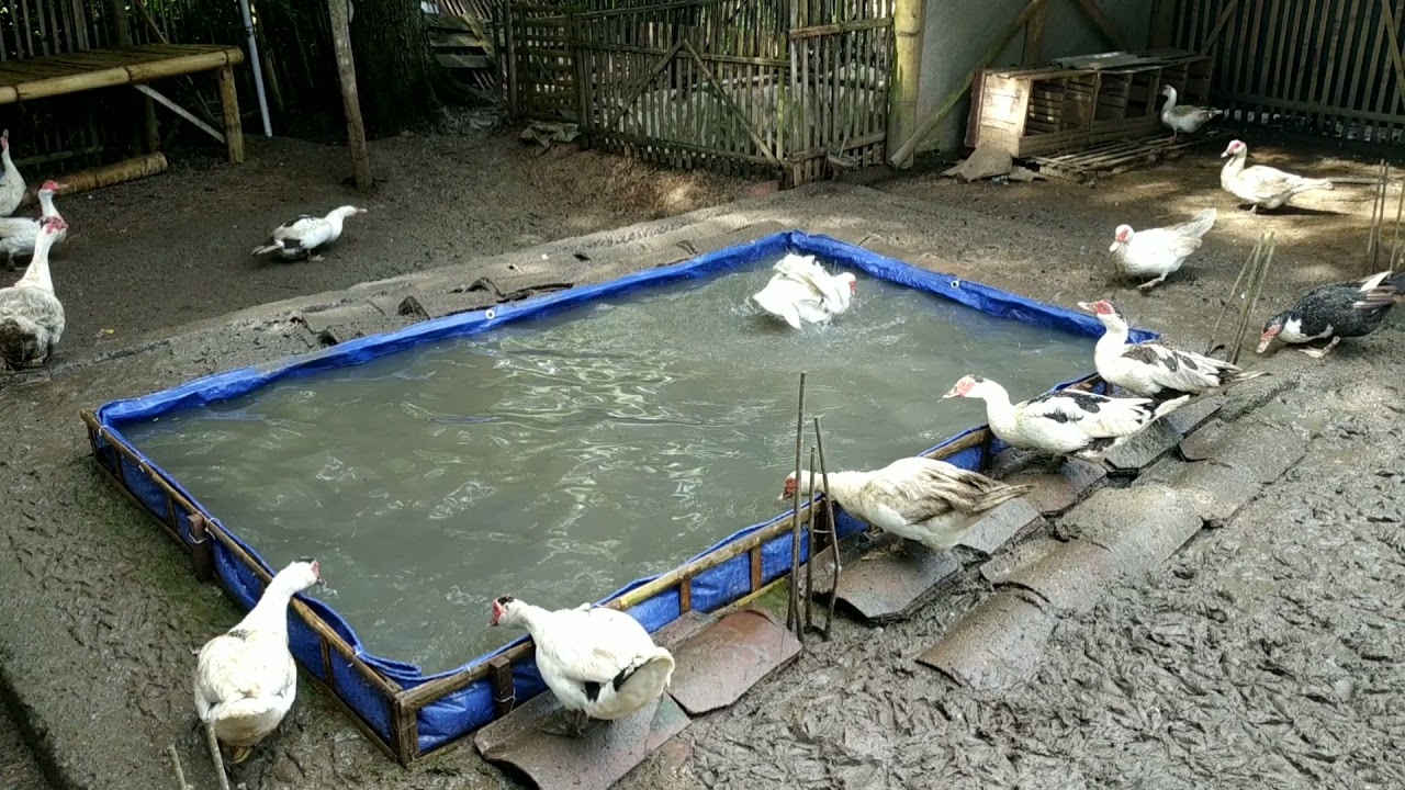 KANDANG ENTOK SISTEM UMBARAN DENGAN KOLAM 50RIBU CUKUP EFISIEN #RONDEFARM