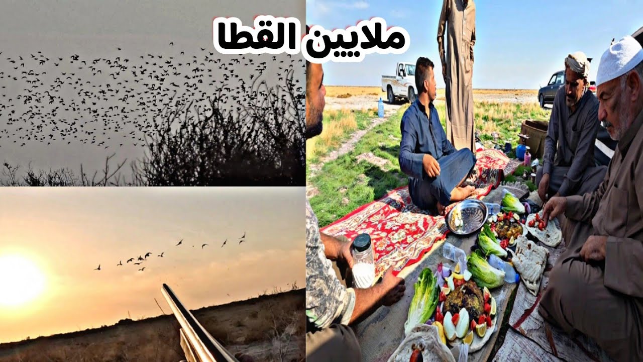 طلعنا كشته وانصدمنا بأعداد القطا رمي بأحتراف 😲