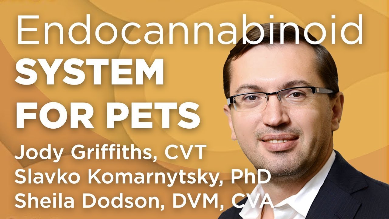 Hemp and the Endocannabinoid System for Pets | WholisticMatters Podcast | Wholistic Pet Care