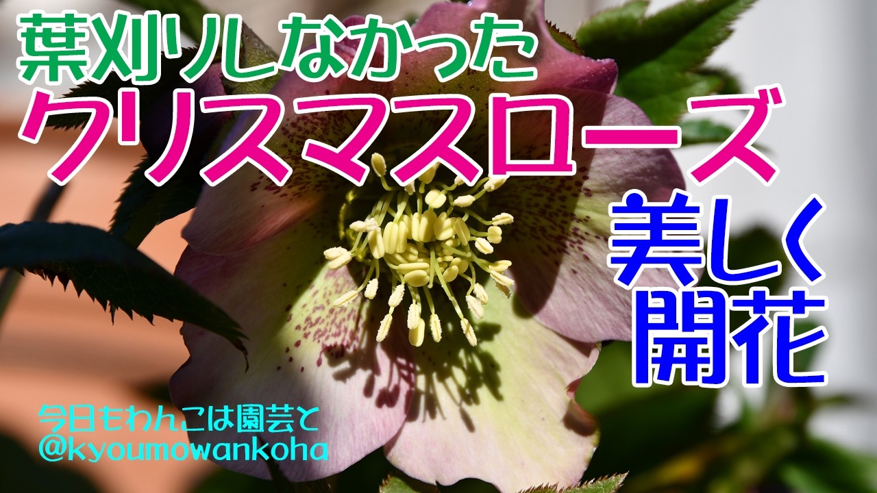 去年葉刈りしなかったクリスマスローズ美しく開花2026.2.22今日もわんこは園芸と