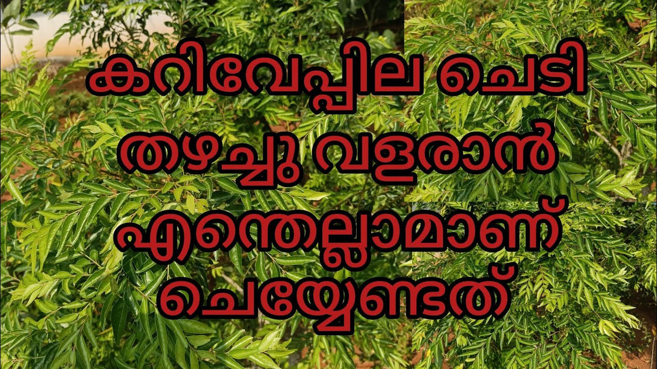 കറിവേപ്പില ചെടി തഴച്ചു വളരാൻ ഇത്രയും കാര്യങ്ങൾ ചെയ്താൽ മതിയാകും. growth of curry leaf plant