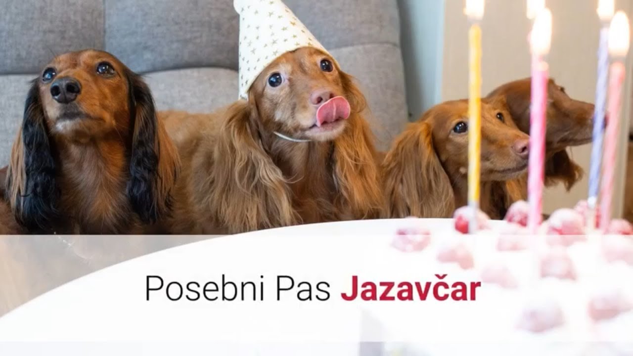 Lovački Pas Jazavčar – Slike I Karakteristike Jazavčar Pasmine Pasa 🐕