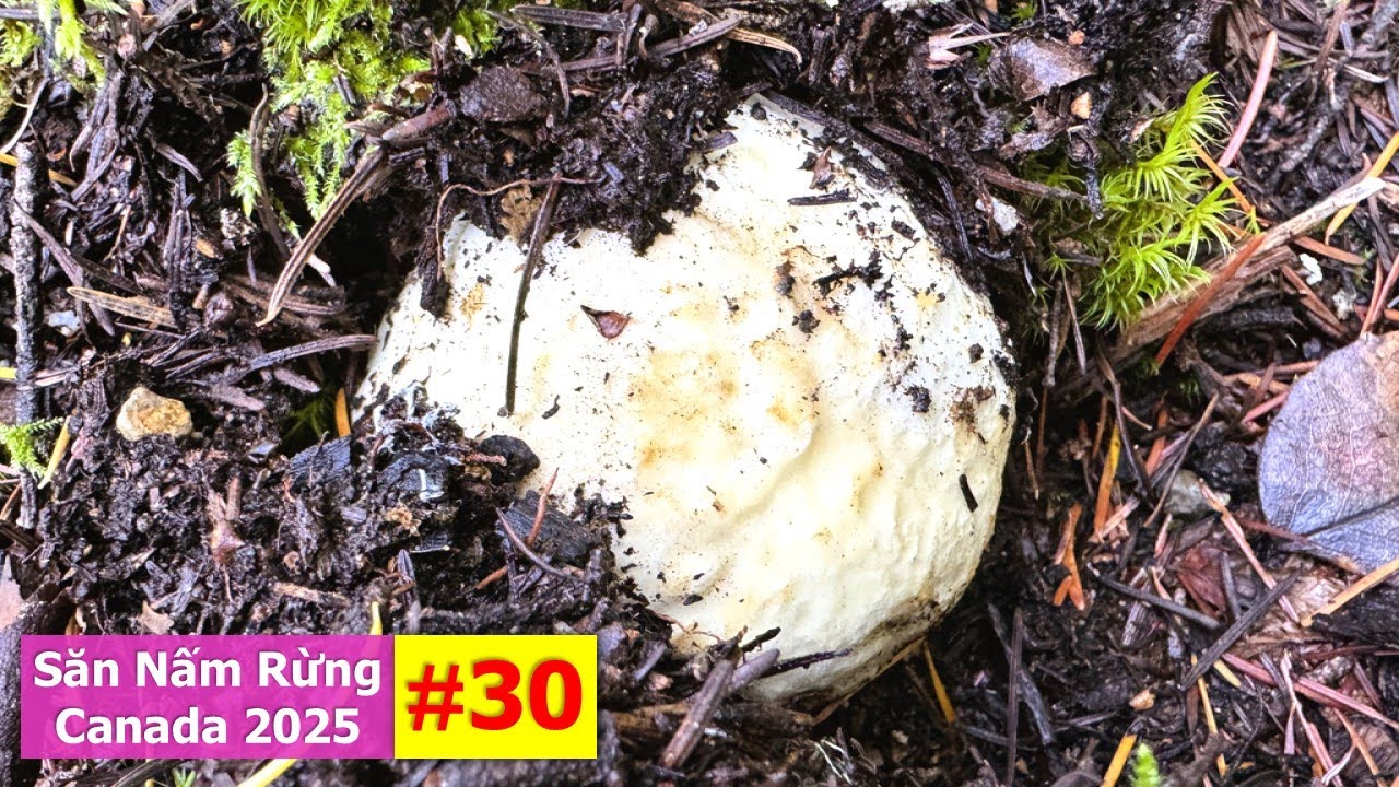 Bội Thu Nấm Tùng Nhung Quý Hiếm 2VC Hái Mê Mệt Quên Về 🇨🇦2201》 Matsutake | Pine Mushrooms