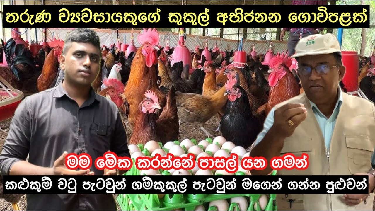 වටුවන් කළුකුම් ගම්කුකුලන් හදන්න ගන්න අපි පැටව් දෙන්නම්/Quils Turkey Village Chicken Breeding Farm🦃🐓🐣
