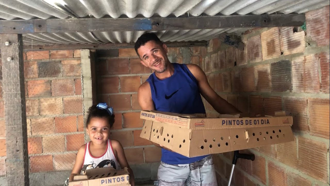Granja caipira Alves 🐓 o valor que pago em cada pintinho 🐣
