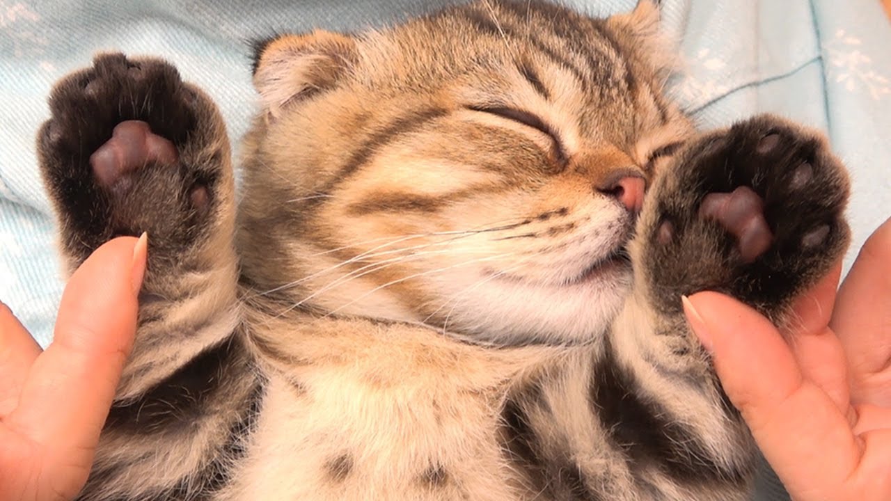 최고의 애교쟁이 고양이