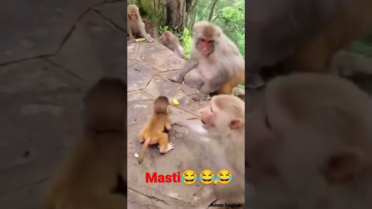 bandaron ki masti 😂😂 #bandar #india #talent #amandon #bharat #monkey
