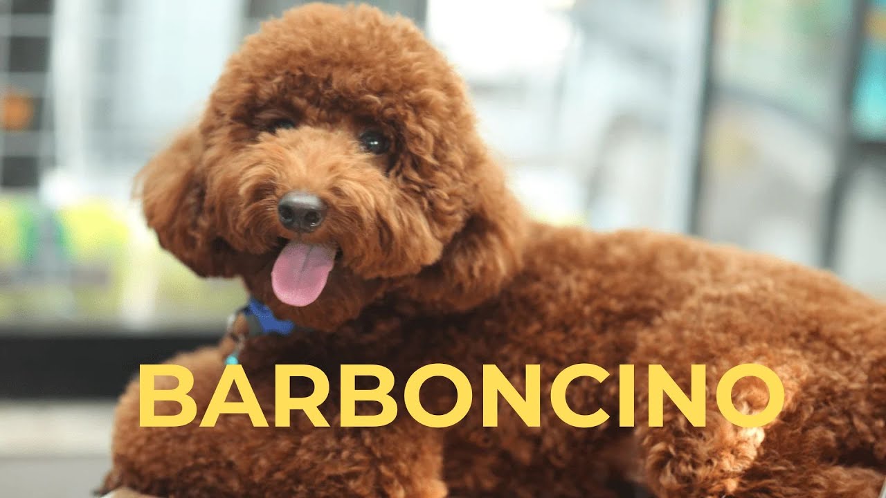 Guida COMPLETA al BARBONCINO: un cane INTELLIGENTE e AFFETTUOSO!