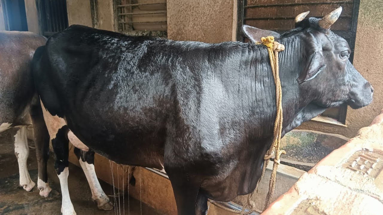 ।। গাভীকে এ আই করানোর পর আমি যা যা করি ।।