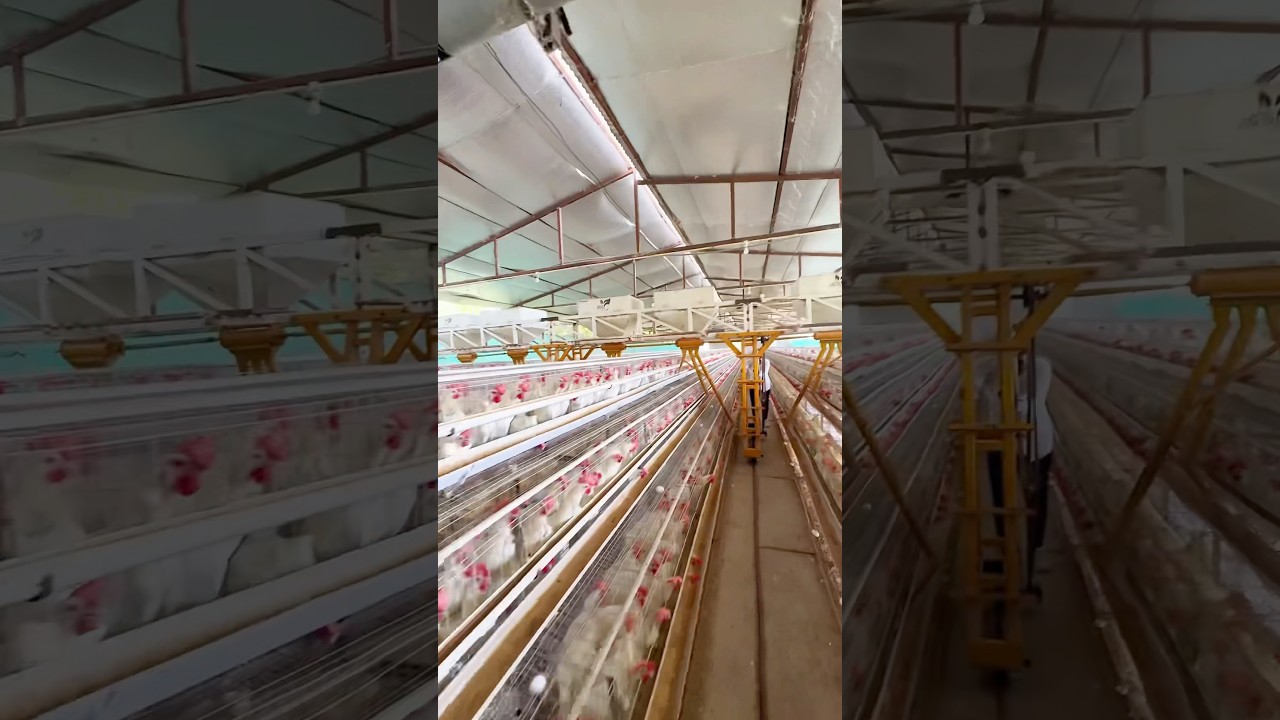 जाधव लेयर इंडस्ट्री🐓🥚 #poultry      layer poultry farm #shorts poultry farm business plan #birds