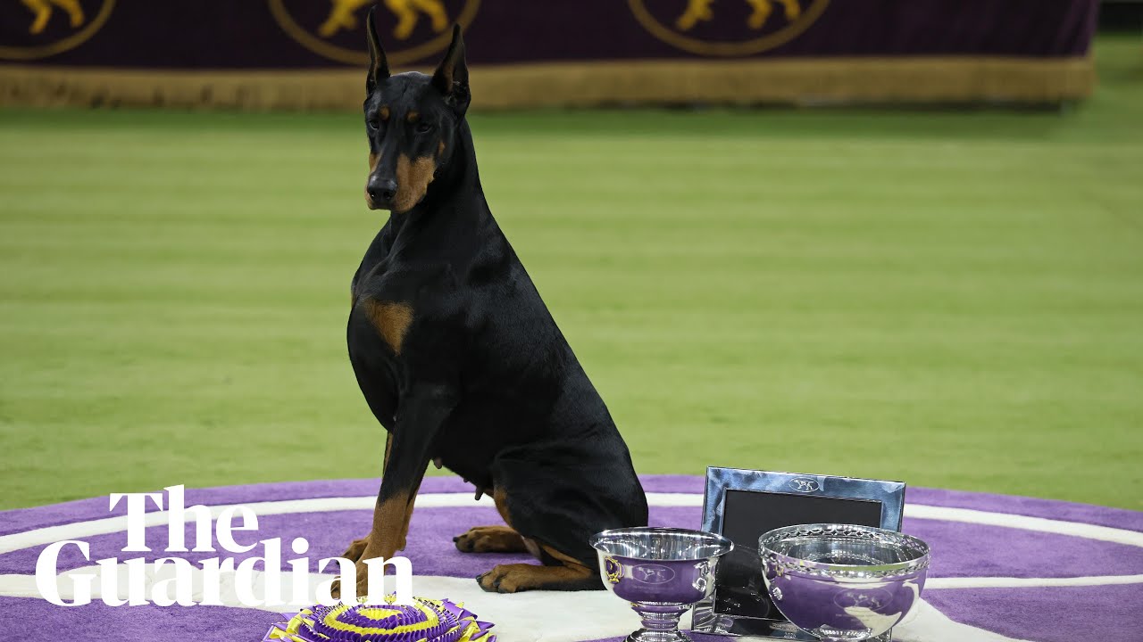 Doberman pinscher Penny takes Westminster dog show crown in New York