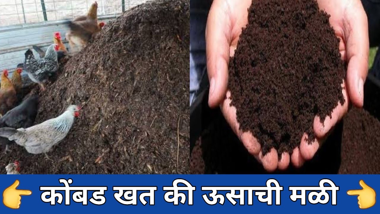 कोंबड खत किंवा मळी टाकणार असेल तर थांबा आधी विचार करा