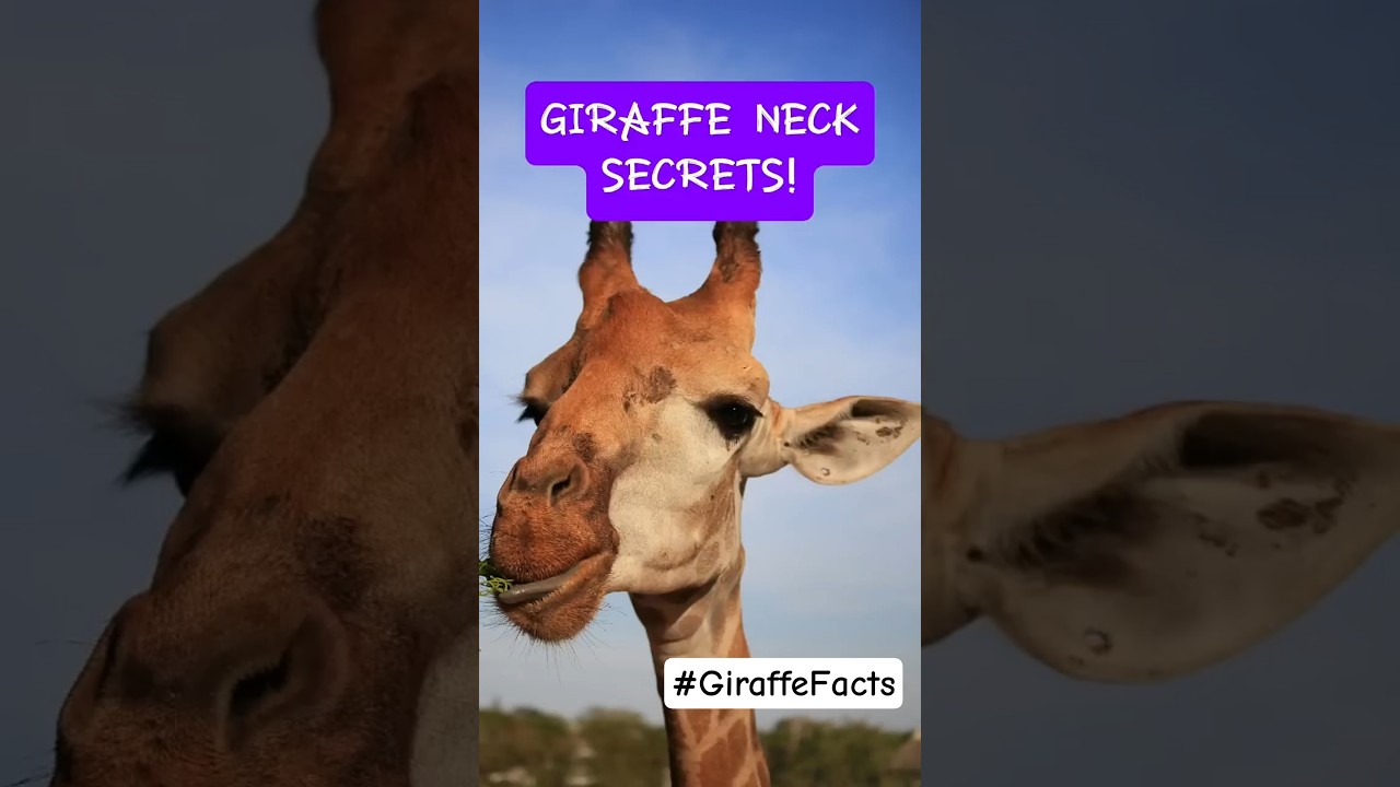 Amazing Facts About Giraffe Necks | Discovery Dannis