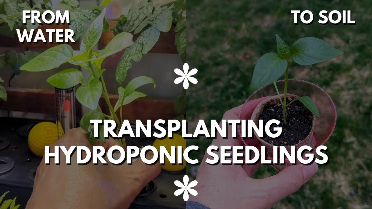 How to Transplant Hydroponic Seedlings into Pots for Outdoor Gardening 🌱
