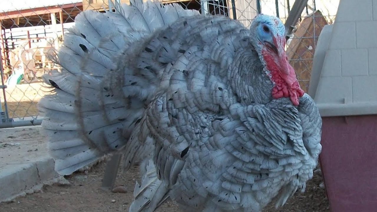 Blue Slate Turkeys | Rare Heritage Splendour