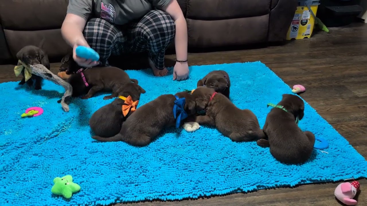HRCH Keeper MH x Chaos Pups. 1