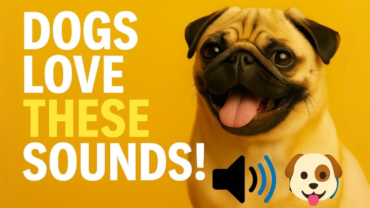 More Sounds That Dogs LOVE! 🐶 | Part 2 of the Viral Test Series