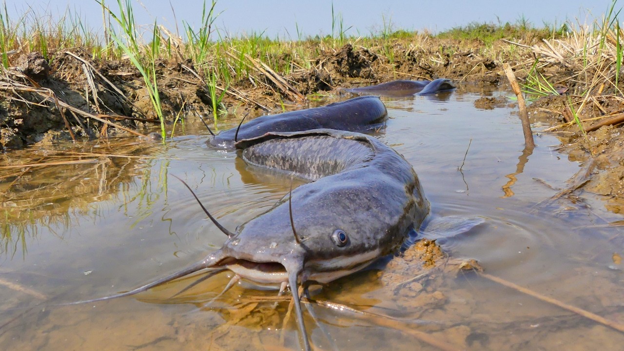 Monster Catfish Nest Harvest Caught on Camera! Amazing Find!
