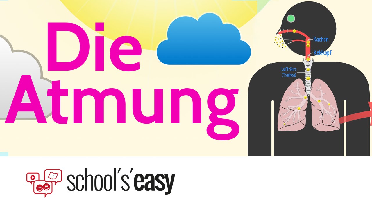 Die Atmung - Wie funktioniert's?