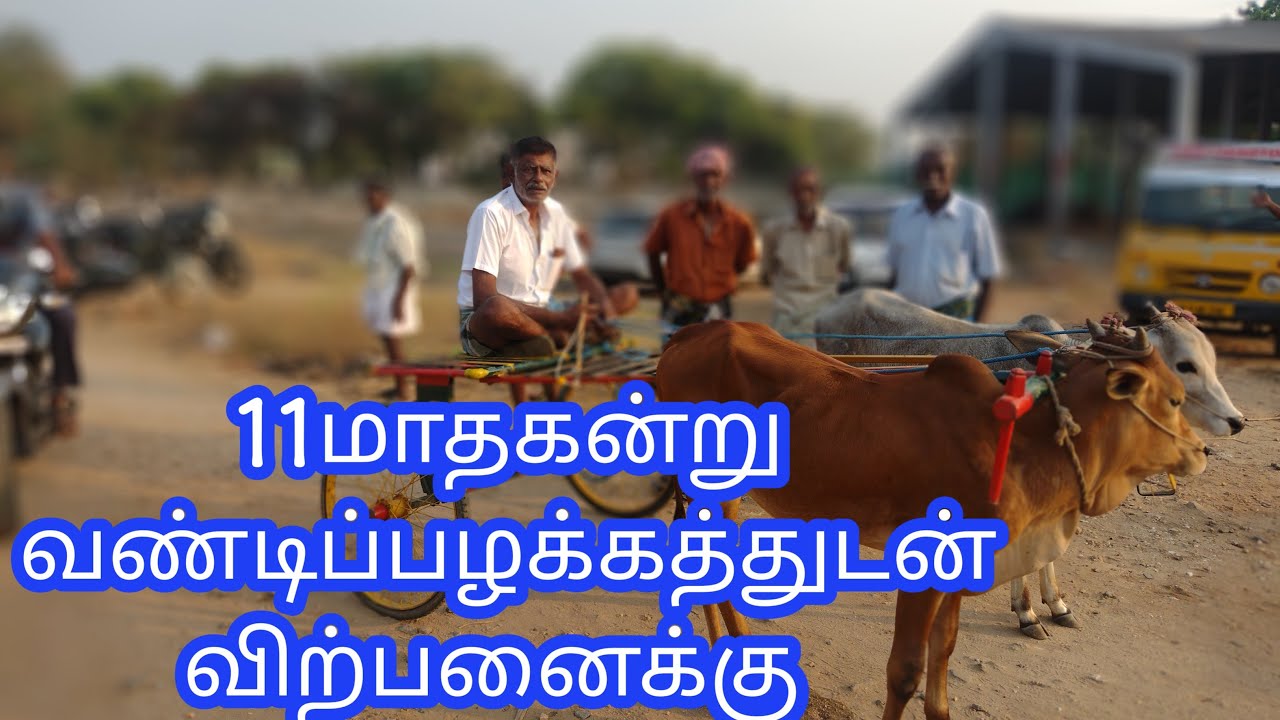 11 பதினோரு மாத கன்று வண்டி பழக்கம் விற்பனைக்கு#cow #காங்கேயம்மாட்டுச்சந்தை #erode #வண்டி