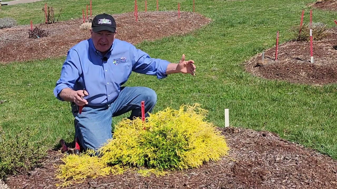 How To Prune Shrubs // David's Easy to Follow Guidance For 20 Sorts Starting In Early Spring ✂️😁💚👍👏