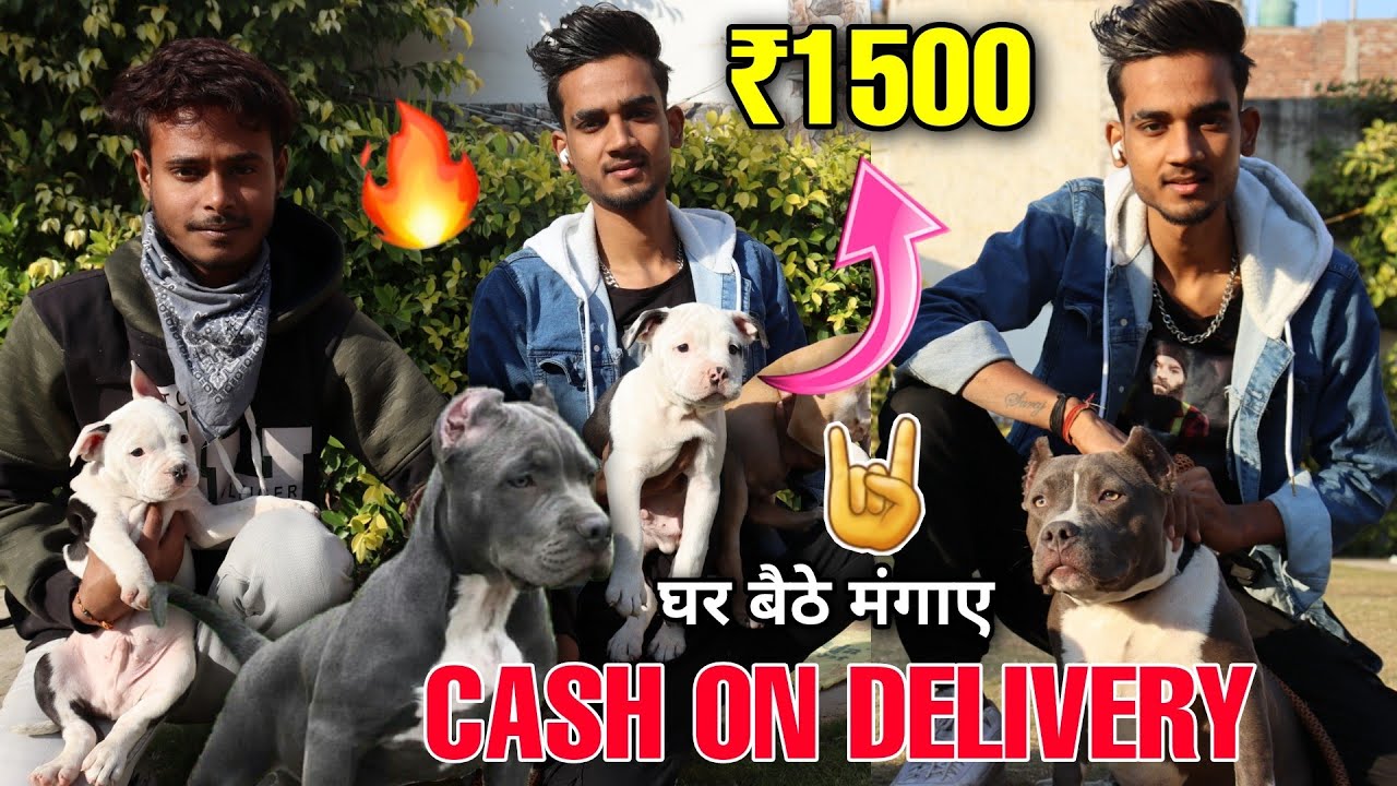 Cheapest Dogs Market in Delhi | Dogs In Cheap Price | Pitbull | American bully | German shepherd