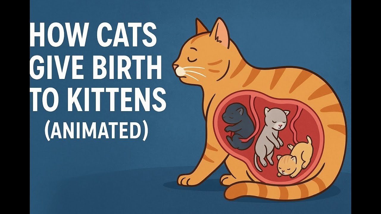 How Cats Give Birth to Kittens Animated