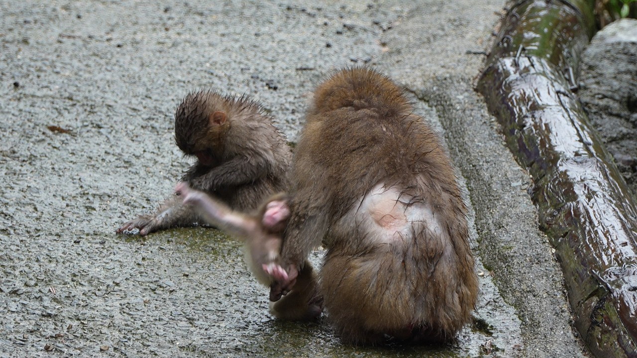 Невероятно! Триумф Маленькой Обезьянки Благодаря Семье #babymonkey #snowmonkey