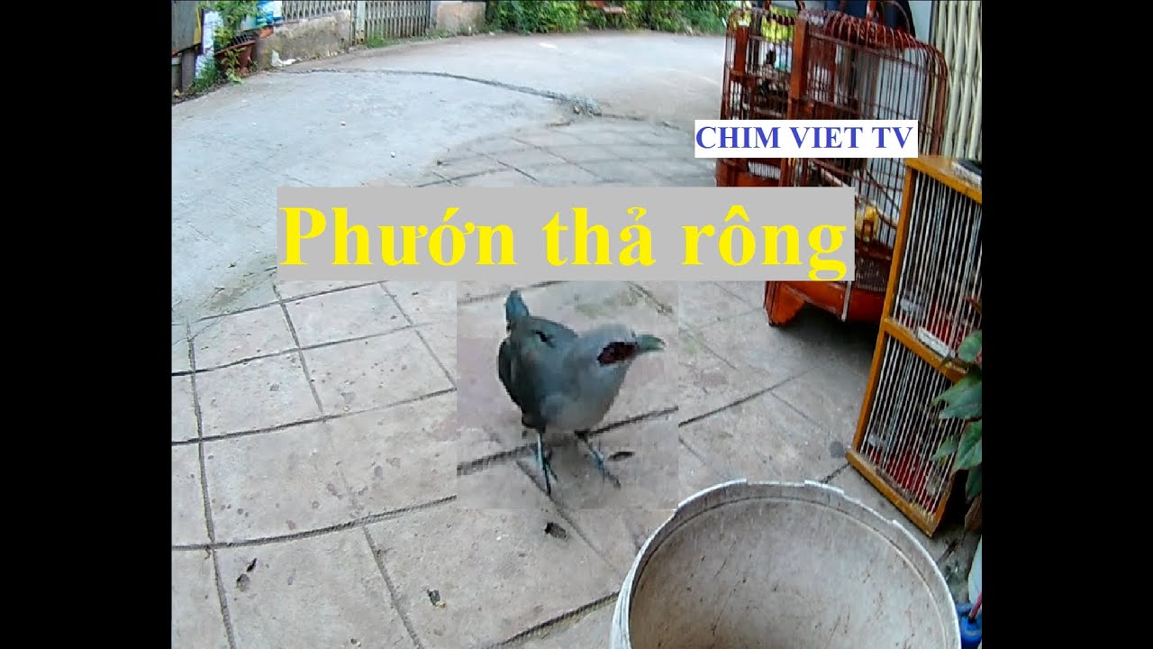 Chim phướn thả rông | Breeding free-range Phaenicophaeus tristis birds