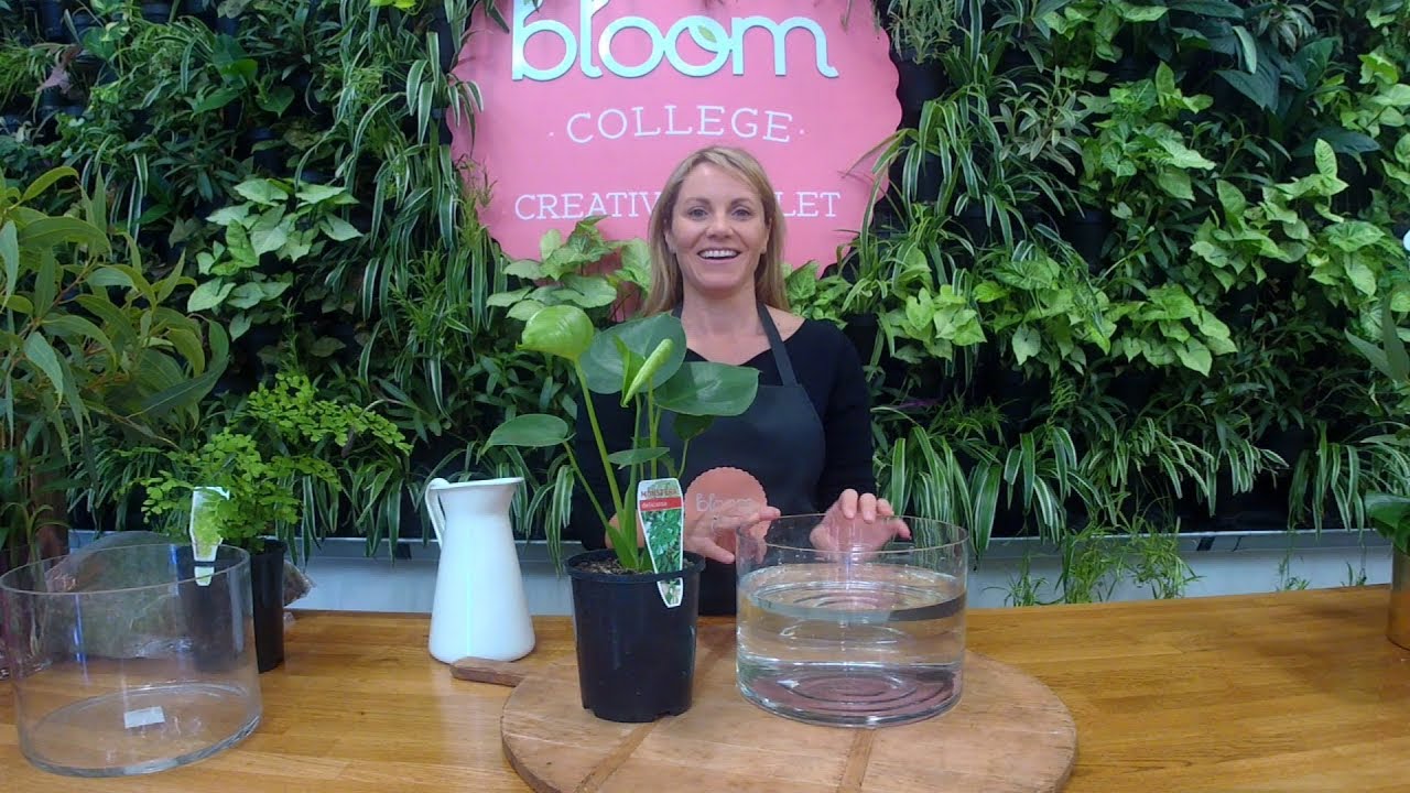 How To Water Indoor Pot Plants | How often to soak without making a mess