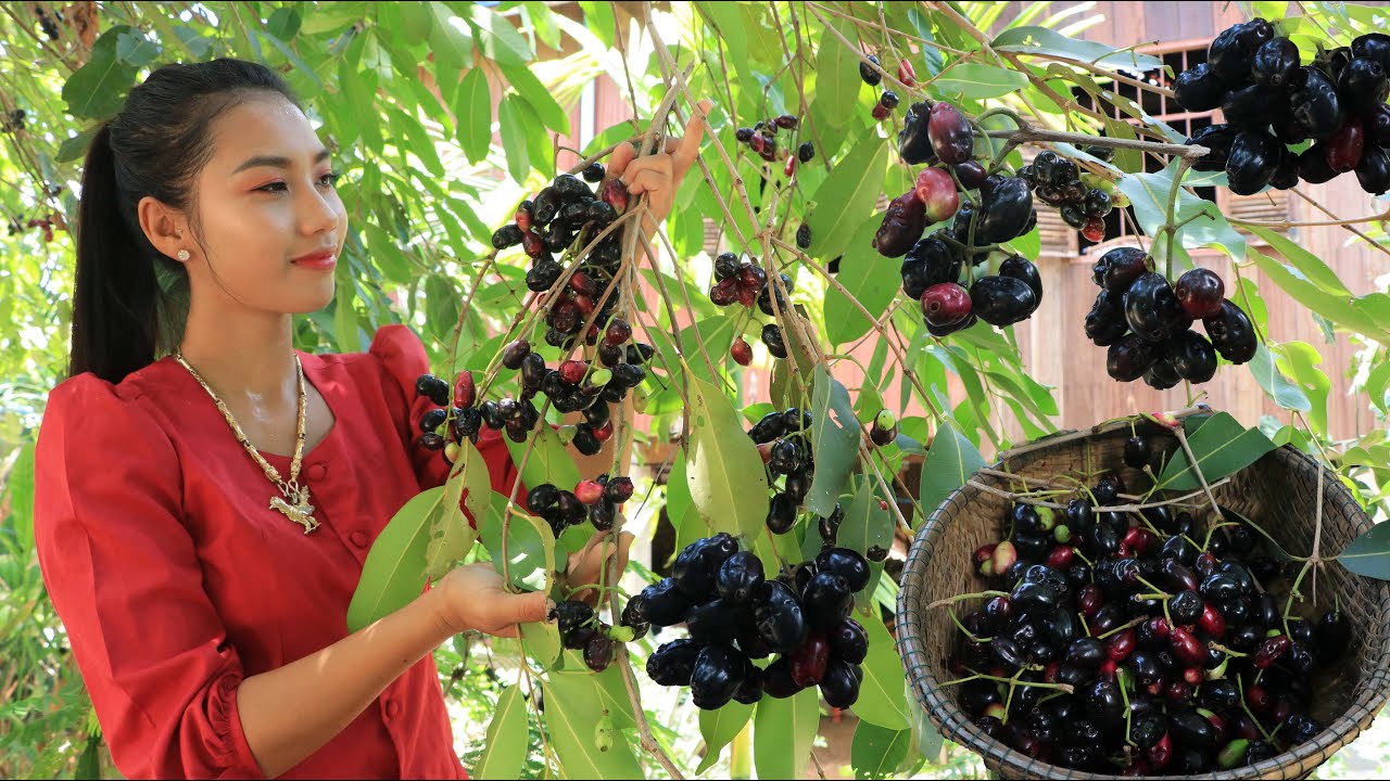 Fresh java plum in my homeland - Tasty fruit