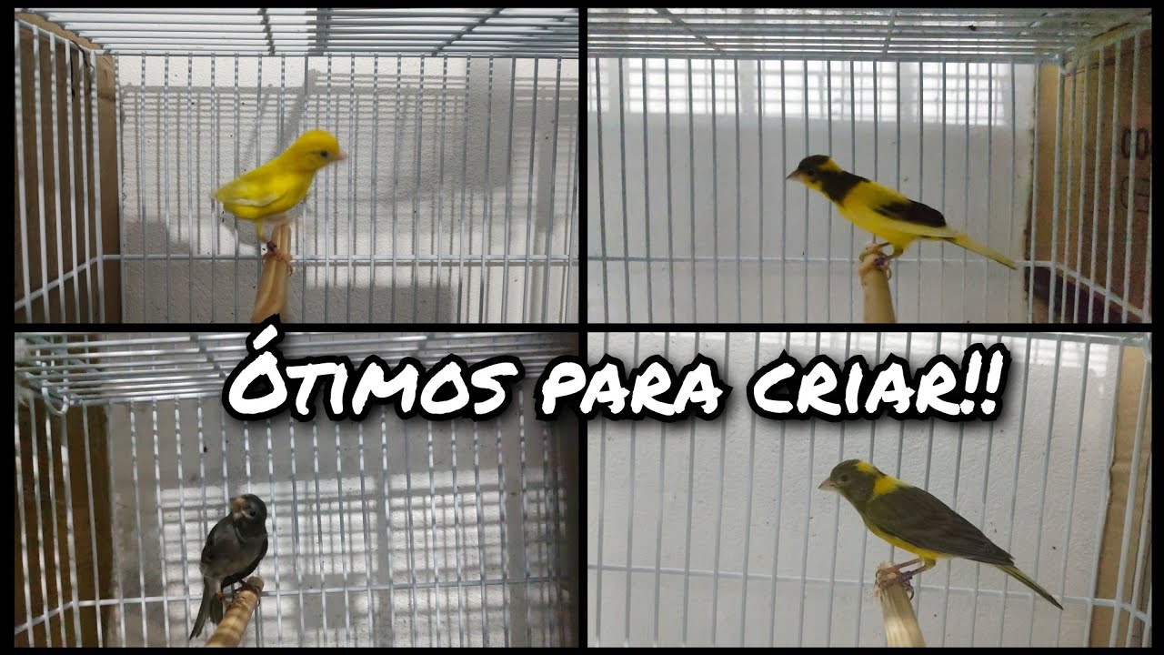 Os melhores canários para a reprodução!! Esquadrão espanhol😉